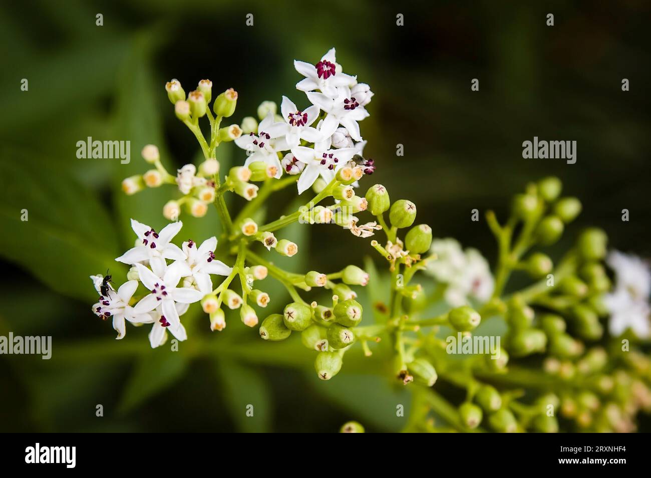A whithe (Sambucus Ebulus) flower in the Italian countryside Stock Photo