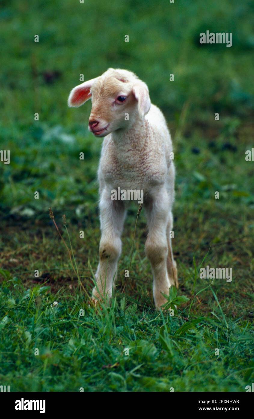 Domestic sheep lamb on pasture Germany, near Belsen Stock Photo - Alamy