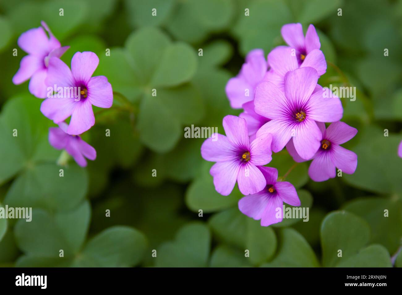 Pink (Erodium ciconium) flower, also known as Heron's bill, Storksbills or Filarees, on green leaves background Stock Photo