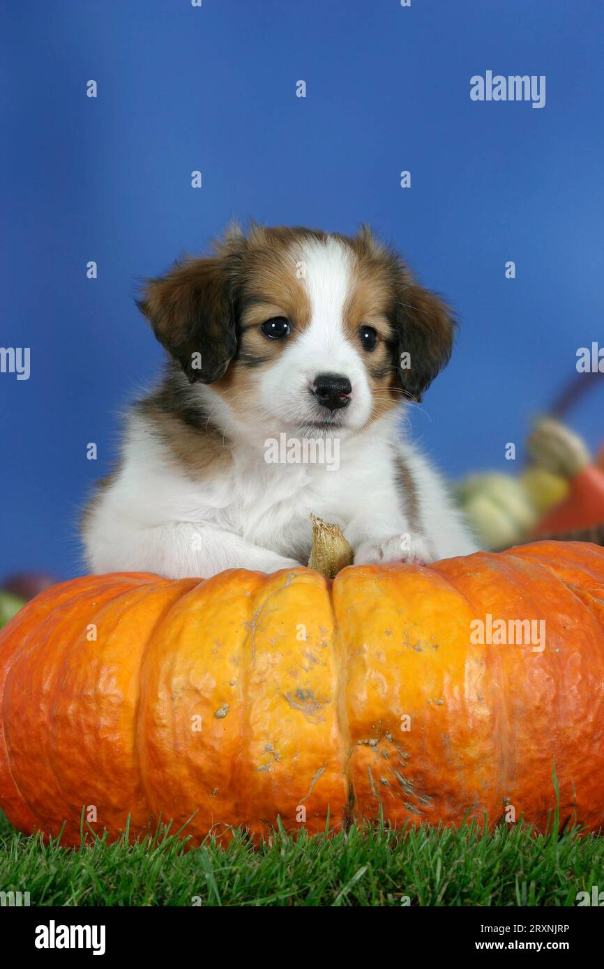 Kooikerhondje, puppy, 7 weeks, on pumpkin, pumpkin Stock Photo