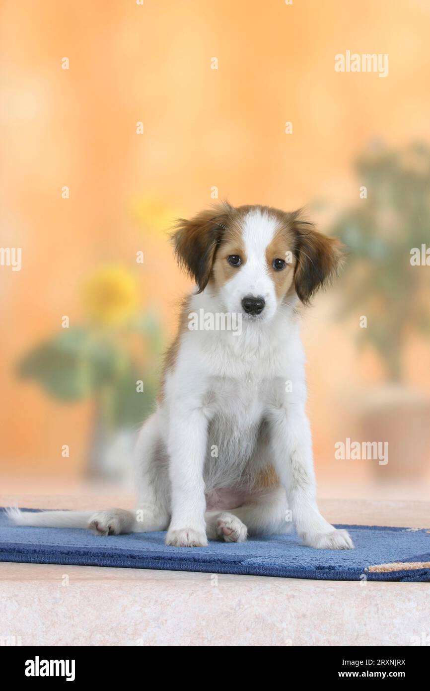 Kooikerhondje, puppy, 3 months Stock Photo