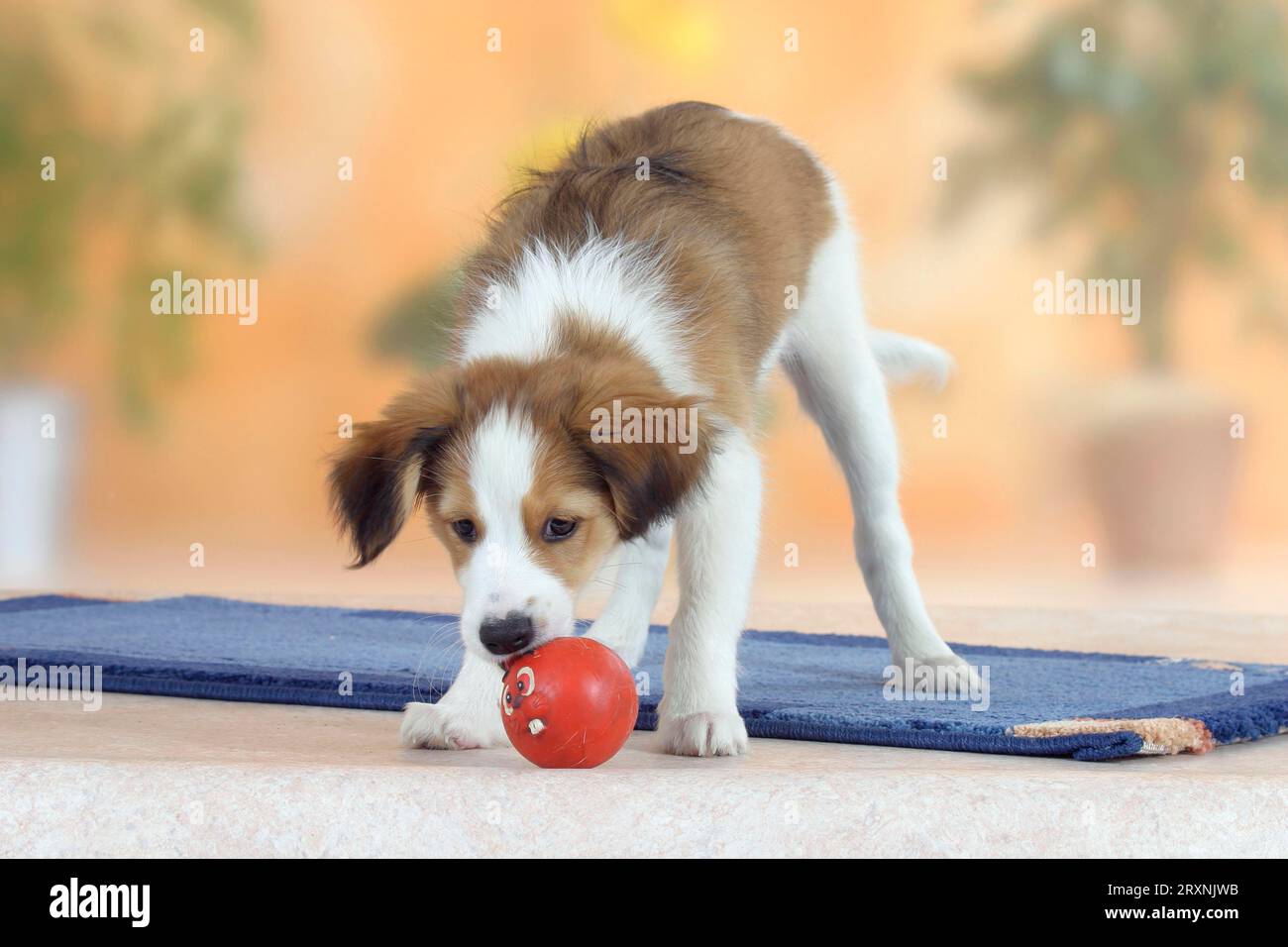Kooikerhondje, puppy, 3 months, with toys Stock Photo