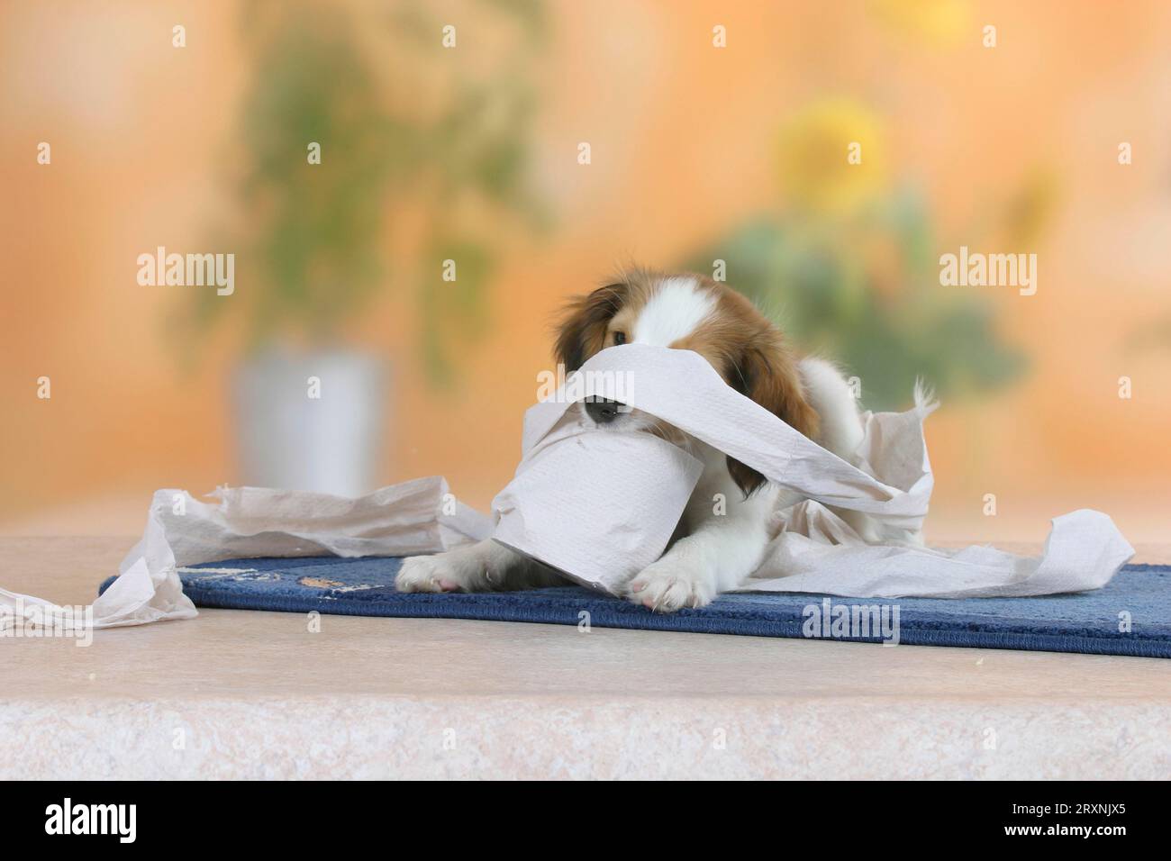 Kooikerhondje, puppy, 3 months, plays with roll of toilet paper Stock Photo