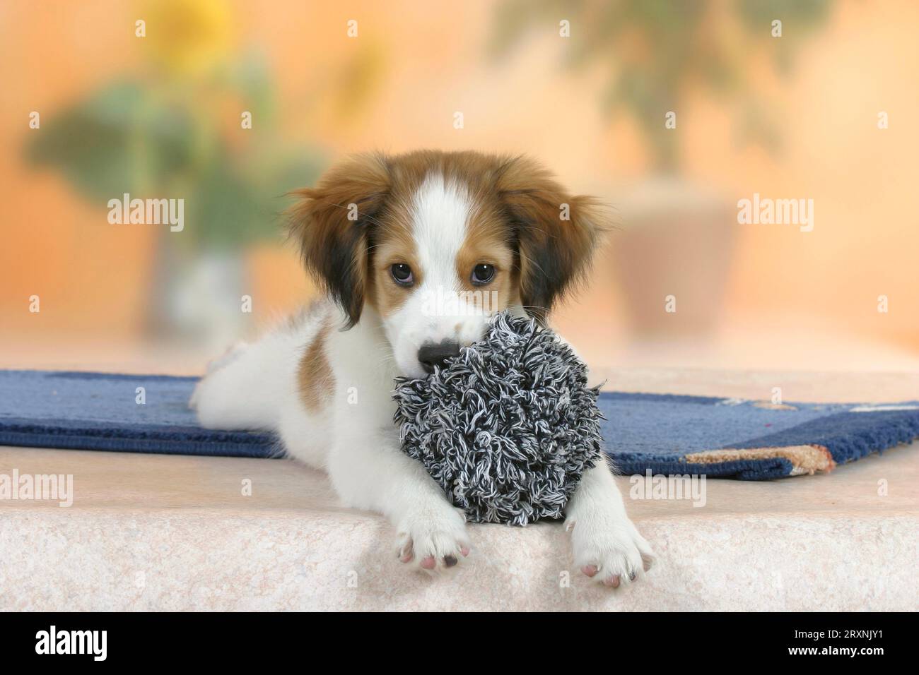 Kooikerhondje, puppy, 3 months, with toys Stock Photo