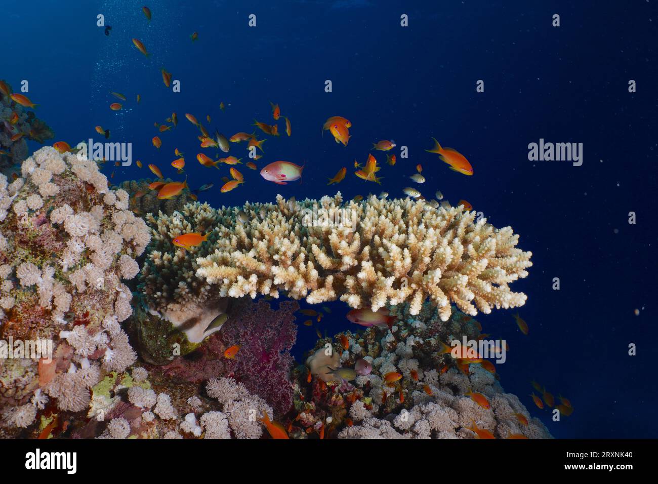 Low staghorn coral (Acropora humilis) and shoal, group of sea goldie (Pseudanthias squamipinnis), Habili Jaffa dive site, St Johns reef, Saint Johns Stock Photo