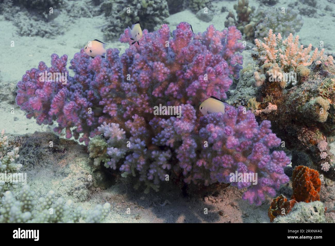 Pawpaw coral (Pocillopora verrucosa), Marsa Shona reef dive site, Red Sea, Egypt Stock Photo