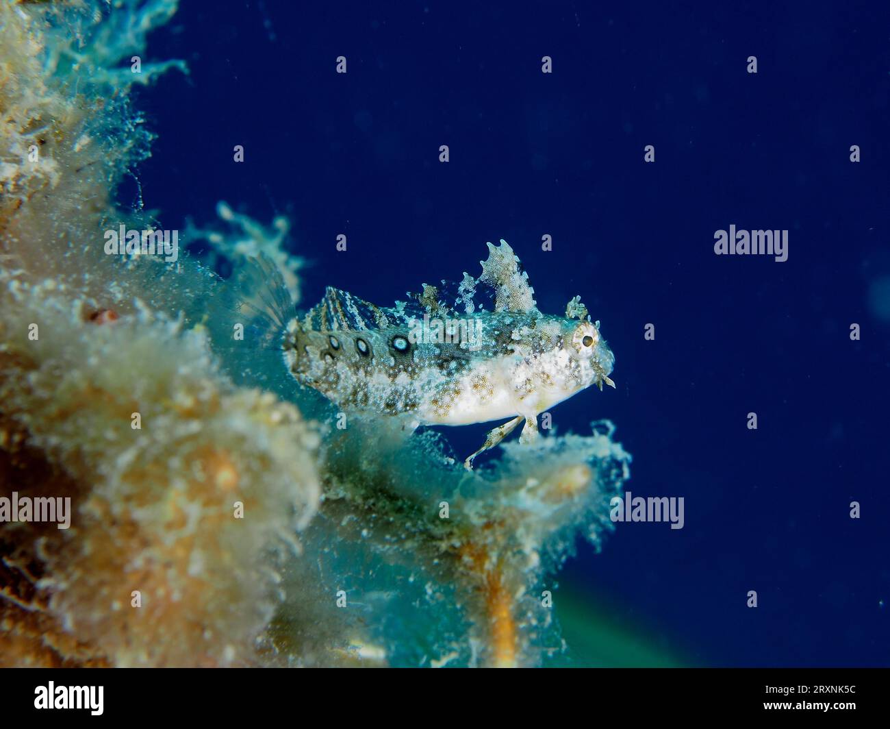 Teethed Sithe Sabre-toothed blenny (Petroscirtes mitratus), House Reef dive site ...