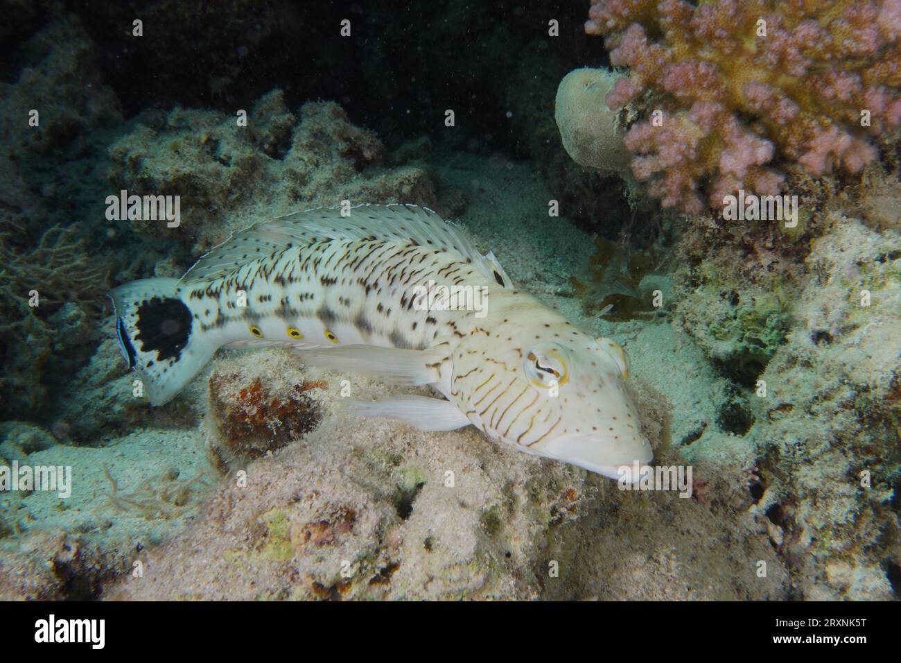 Speckled sandperch (Parapercis hexophthalma), House reef dive site, Mangrove Bay, El Quesir, Red Sea, Egypt Stock Photo