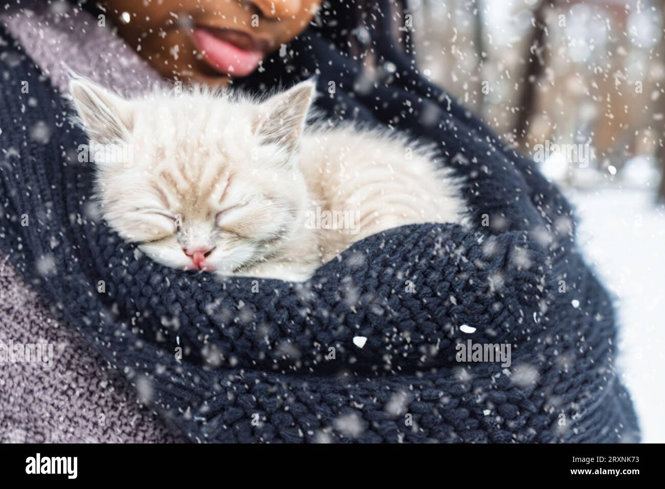 A kitten sleeps in a person's arms. A cat sleeps in human arms, wrapped in a sweater in a winter park. Copy space Stock Photo