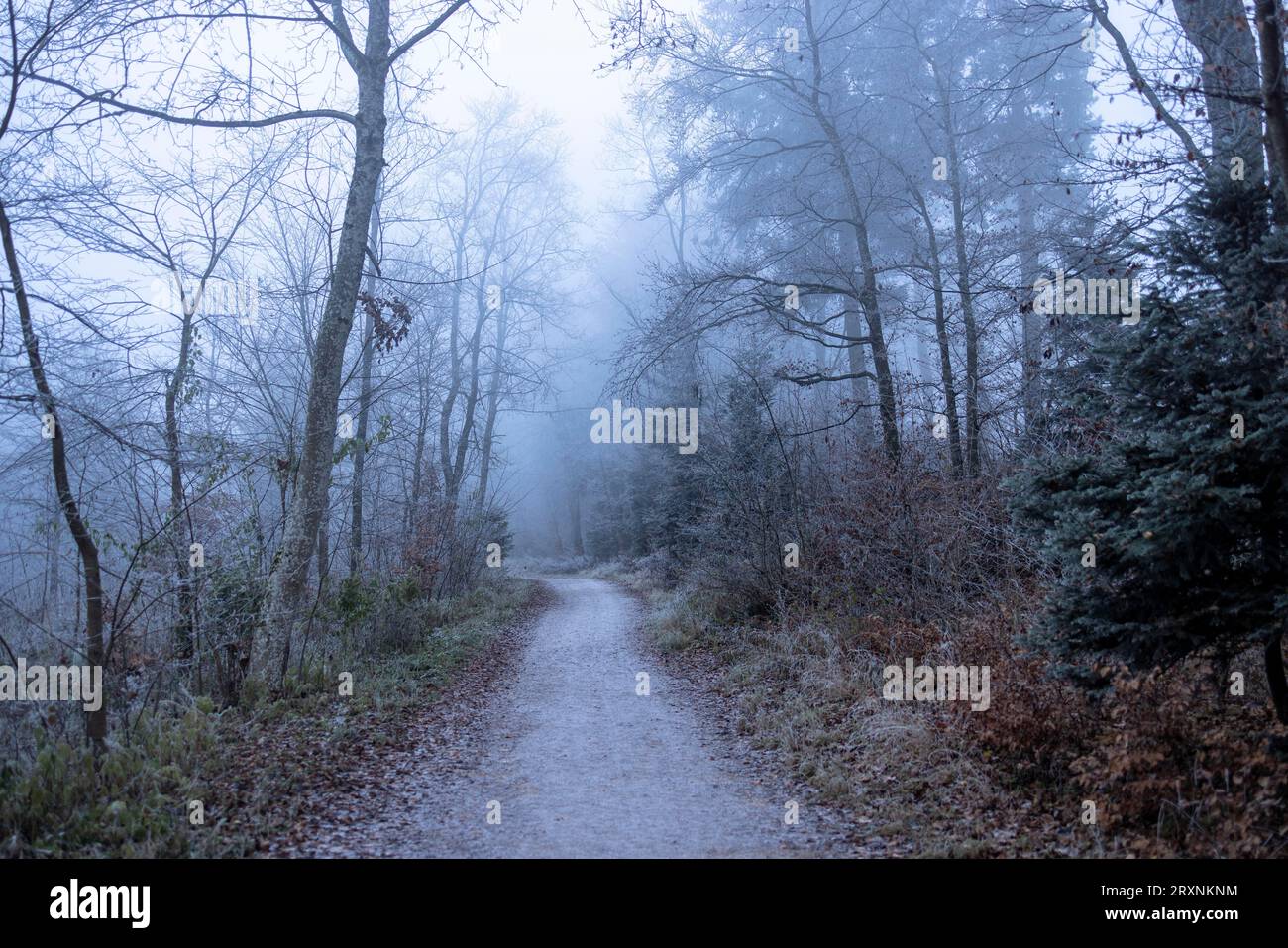 Hoarfrost at forest edge with path, Black Forest, Baden-Wuerttemberg, Germany Stock Photo