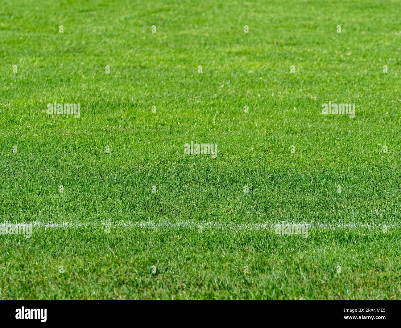 Sports facility Lawn Soccer ball pitch Grass Stock Photo Alamy