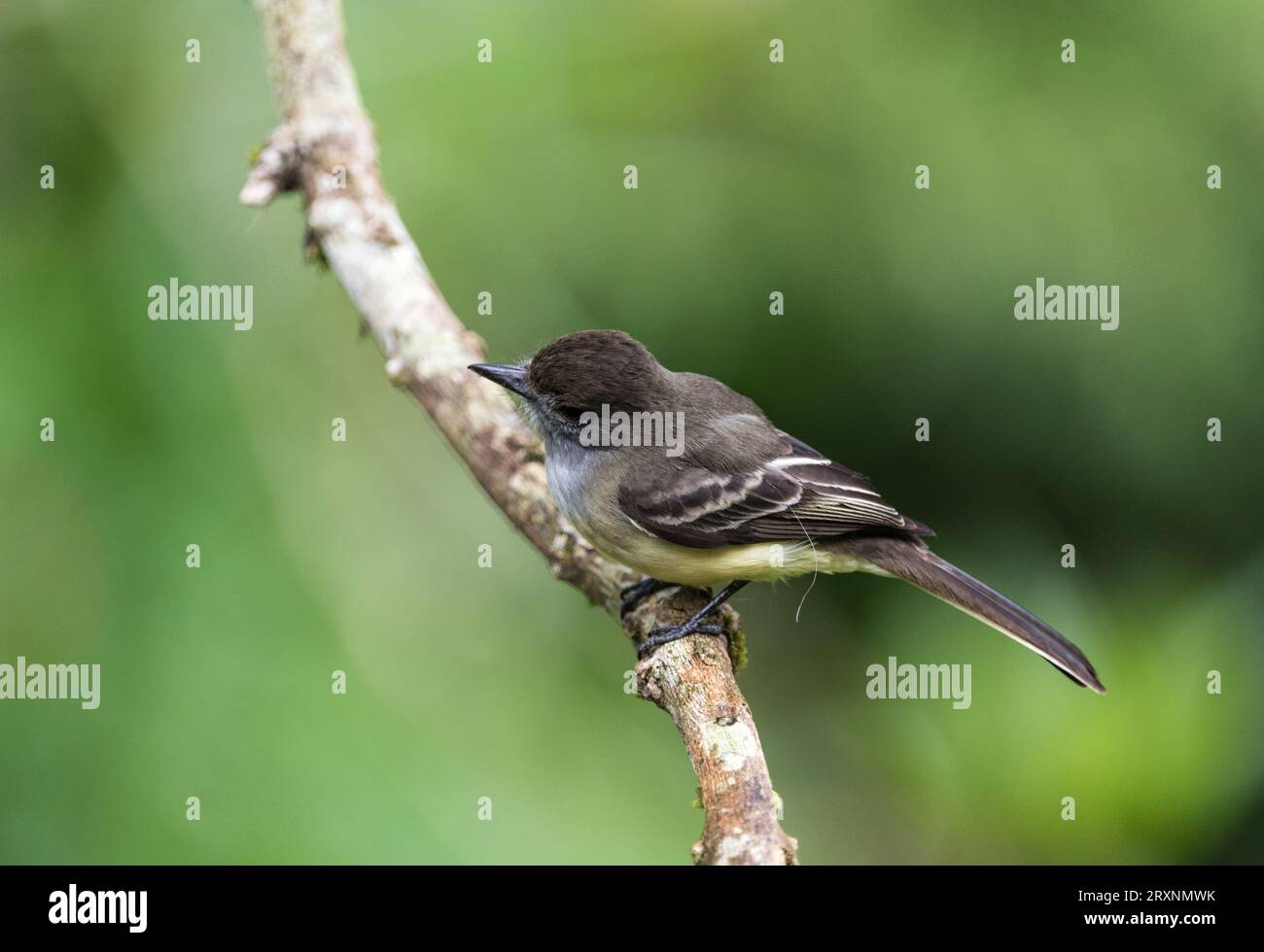 Pale Edged Flycatcher (Myiarchus cephalotes) perched in a tree at San Isidro Lodge, Ecuador Stock Photo