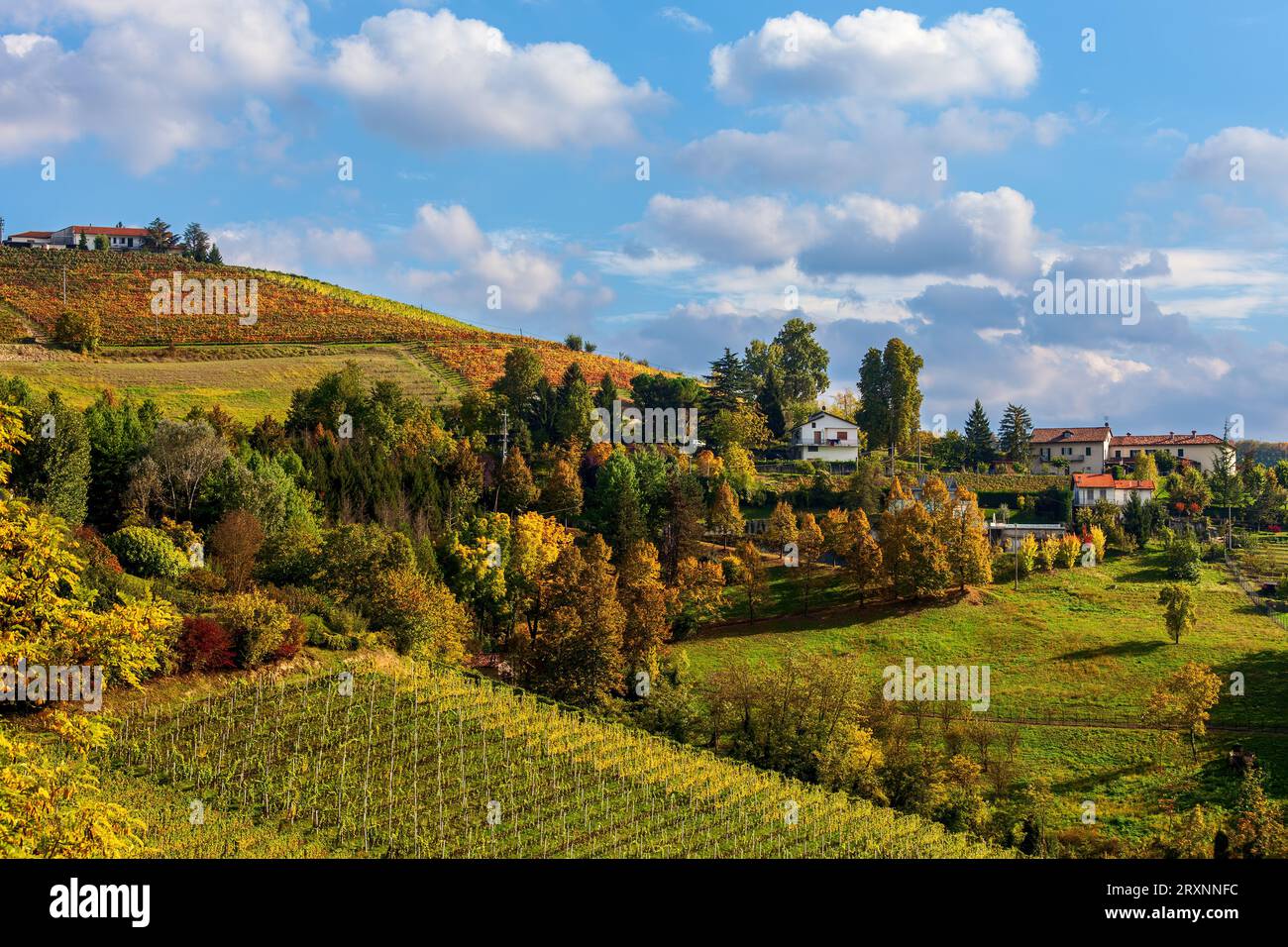 View of the colorful autumnal vineyards and trees on the hills of Langhe in Piedmont, Italy. Stock Photo