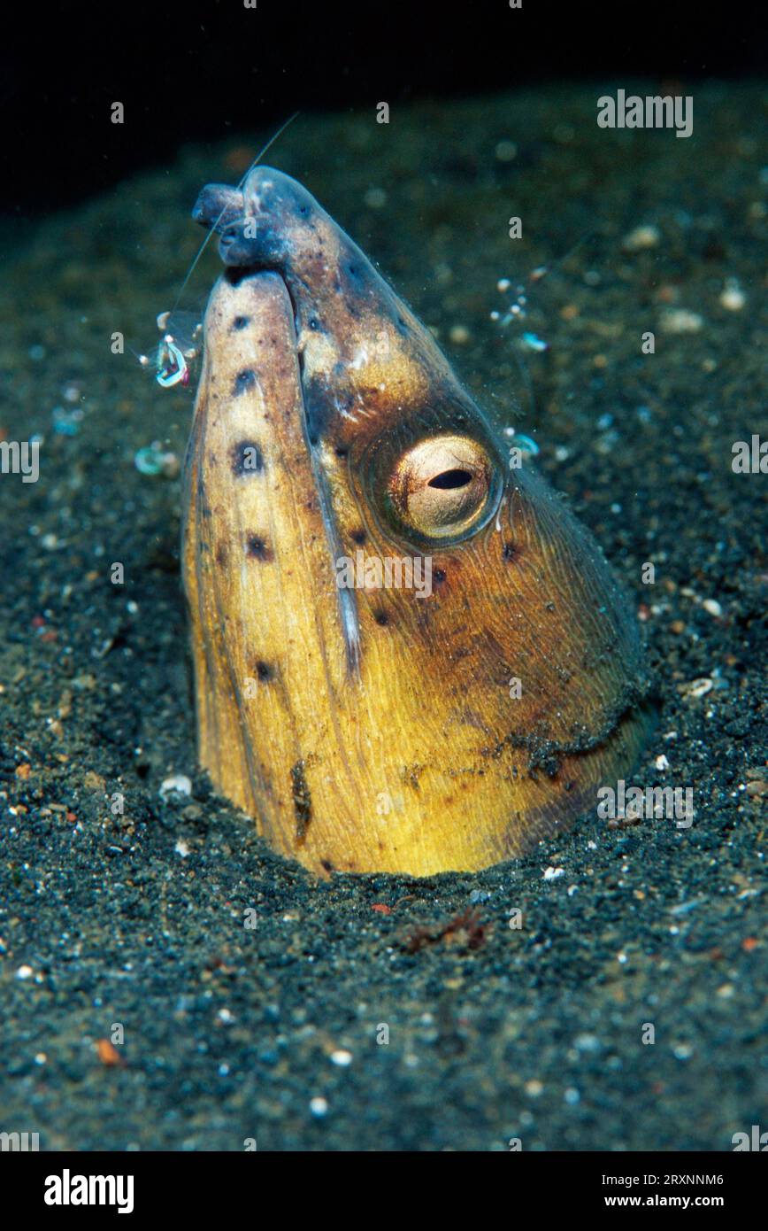 Crocodile Snake eel Brachysomophis crocodilinus Stock Photo - Alamy