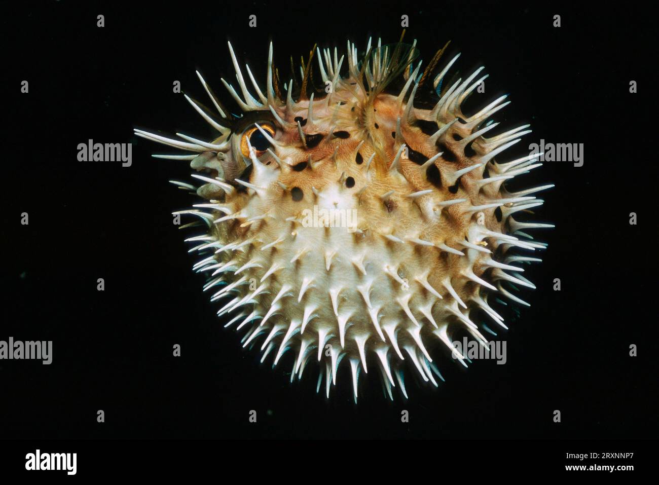 Blackspotted hogfish (Diodon liturosus), Indonesia Stock Photo Alamy