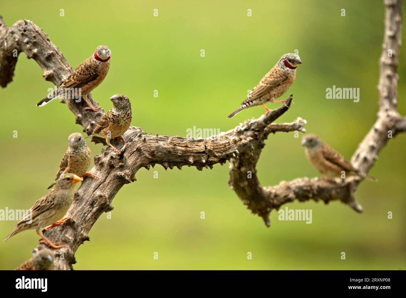 Cutthroat finches, Sabie Sand Game Reserve, cut-throat finch (Amadina fasciata) Stock Photo