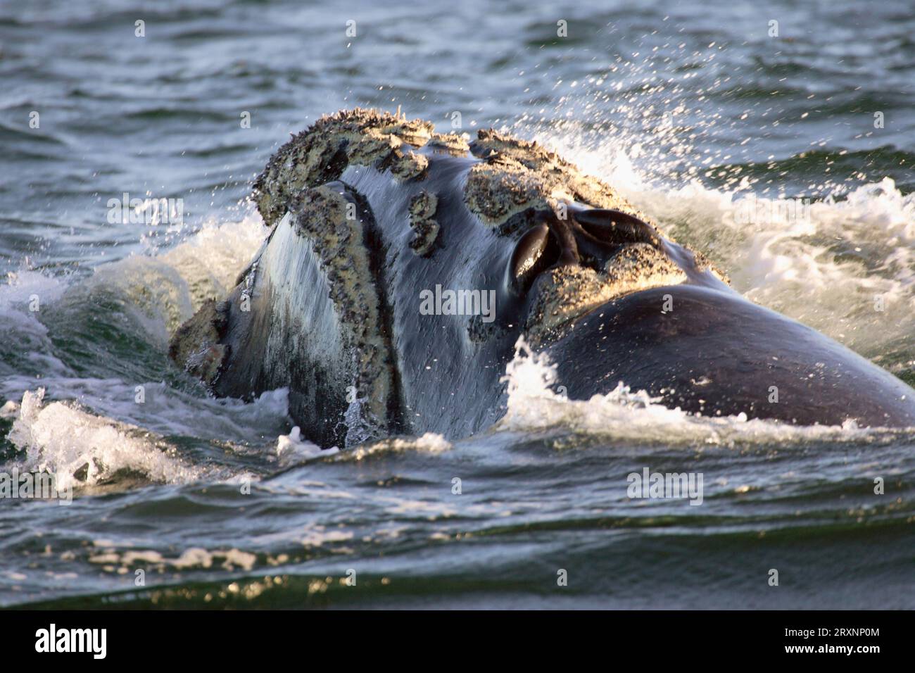 Southern Right Whale (Eubalaena australis), South Africa (Balaena glacialis australis) Stock Photo