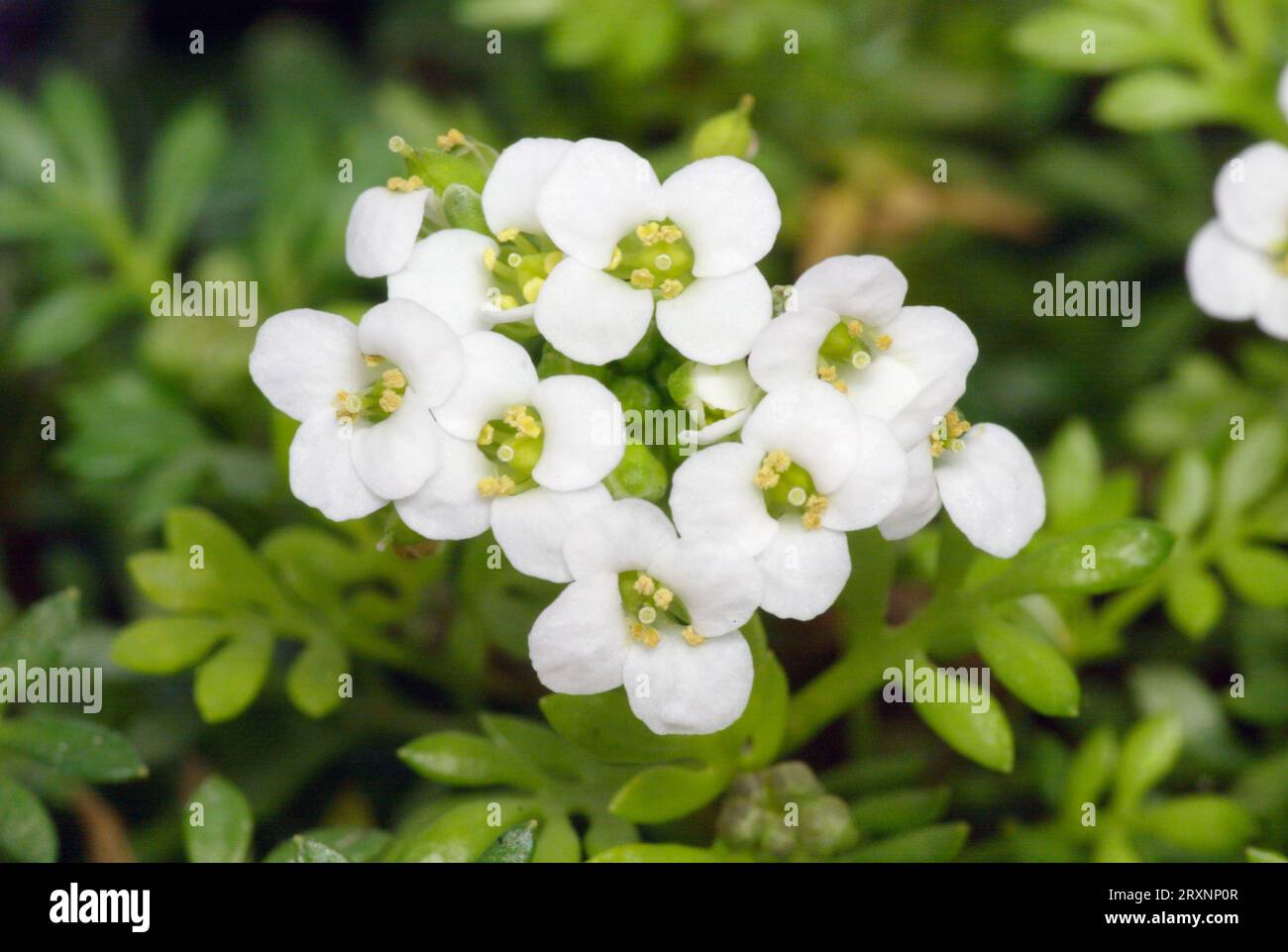 Hutchinsia hornungia alpina (Hutchinsia alpina) Stock Photo