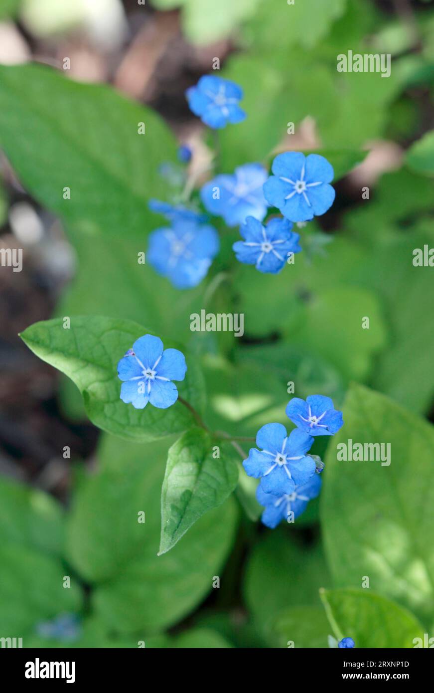 Creeping navelwort (Omphalodes verna), Forget-me-not, Forget-me-not, Forget-me-not Stock Photo