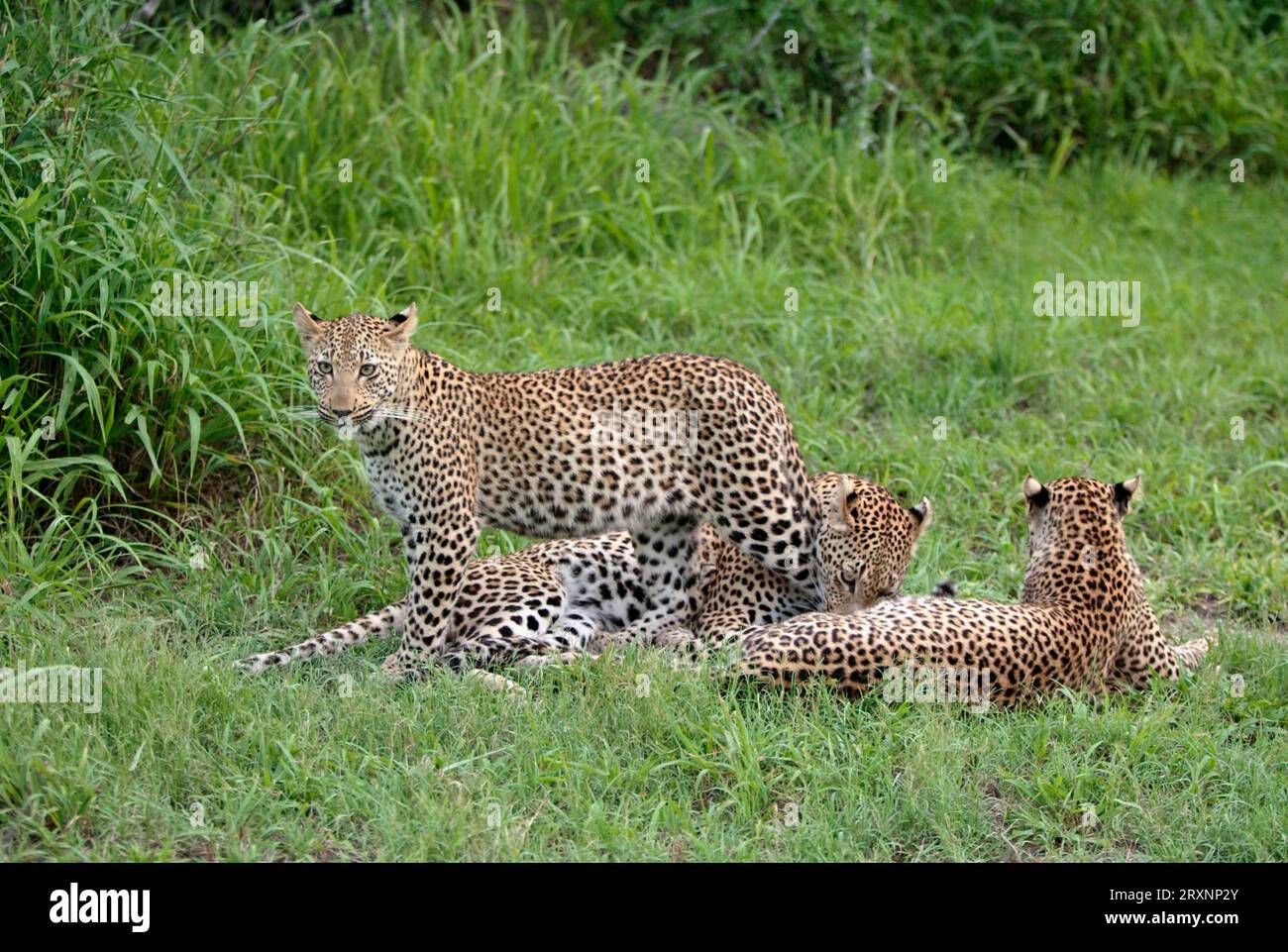 Leopards (Panthera pardus), female with youngs, Sabie Sand Game Reserve ...