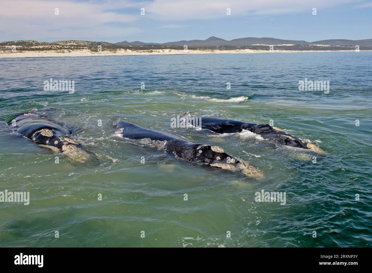 Southern Right Whales (Eubalaena australis), South Africa (Balaena glacialis australis) Stock Photo
