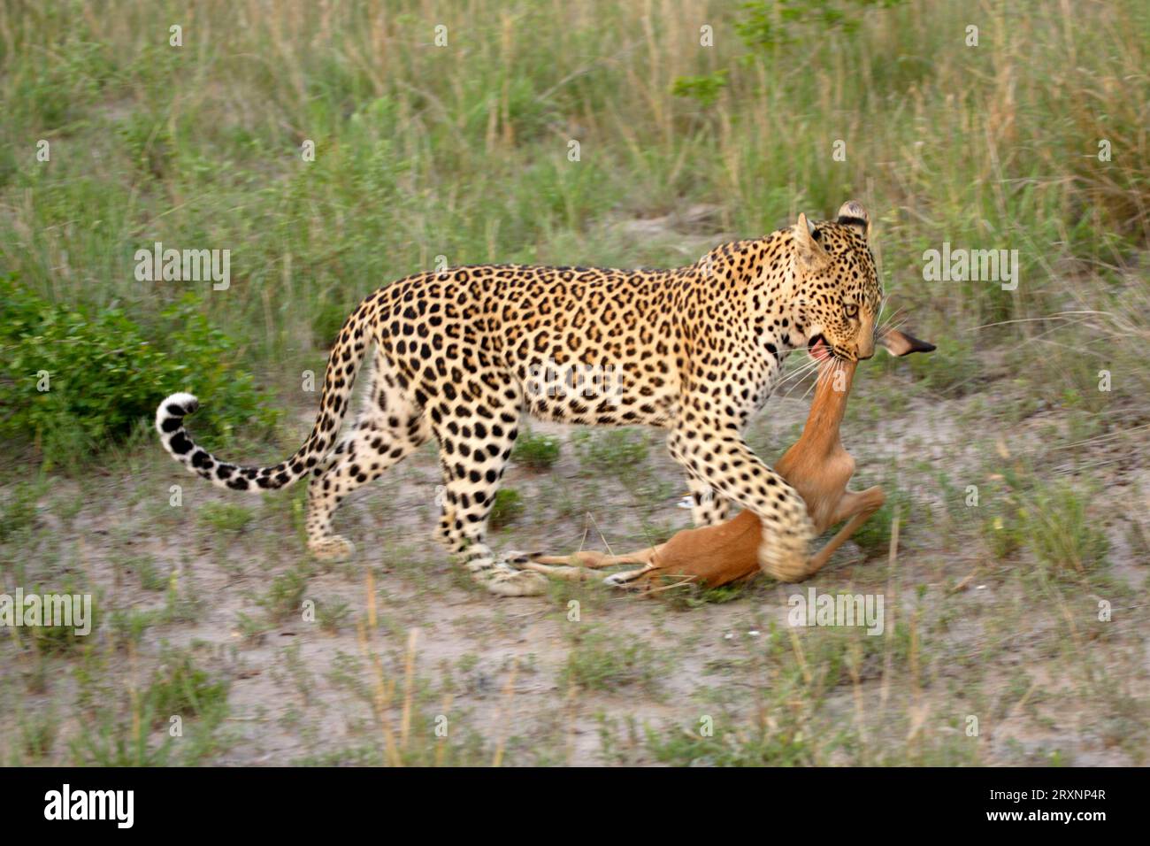 R Leopard Leopard (Panthera pardus), female carrying prey, Sabie Sand Game ...