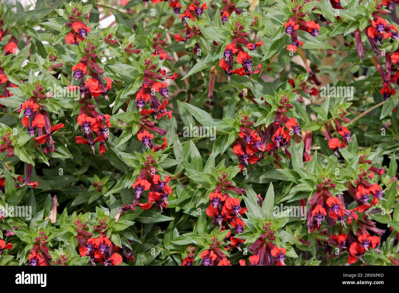 Cuphea Tiny Mice (Cuphea specie Stock Photo Alamy
