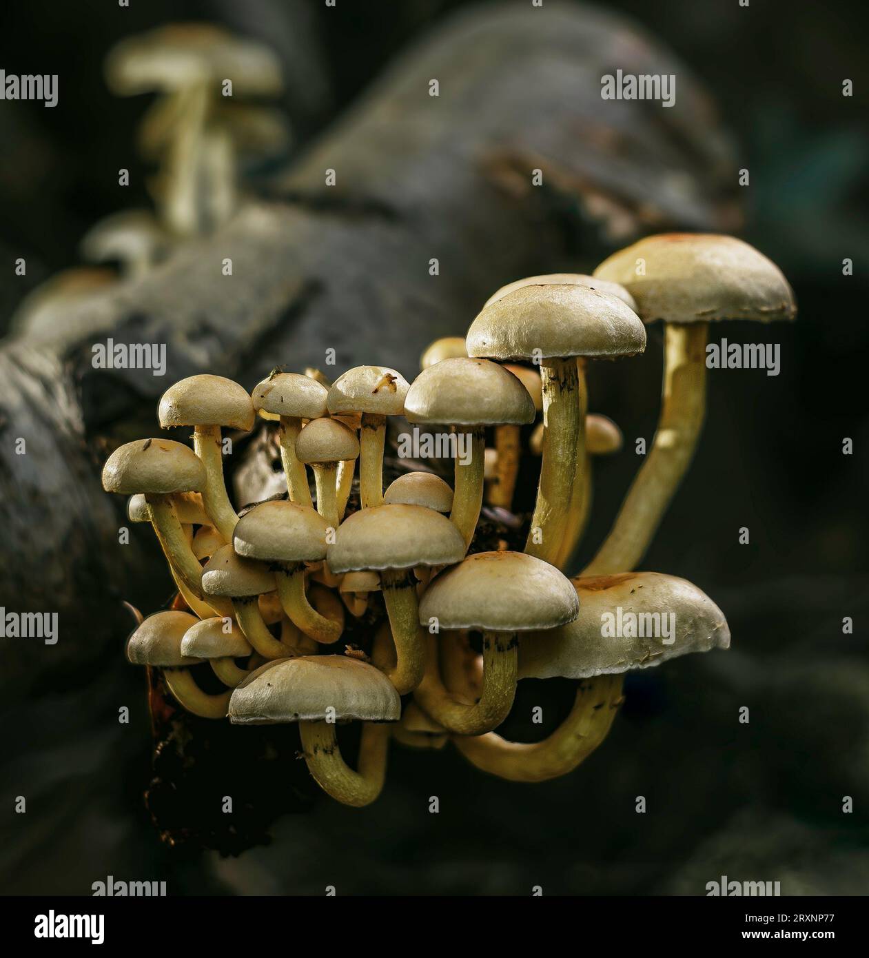 Sulphur Tuft Mushrooms on log Stock Photo - Alamy