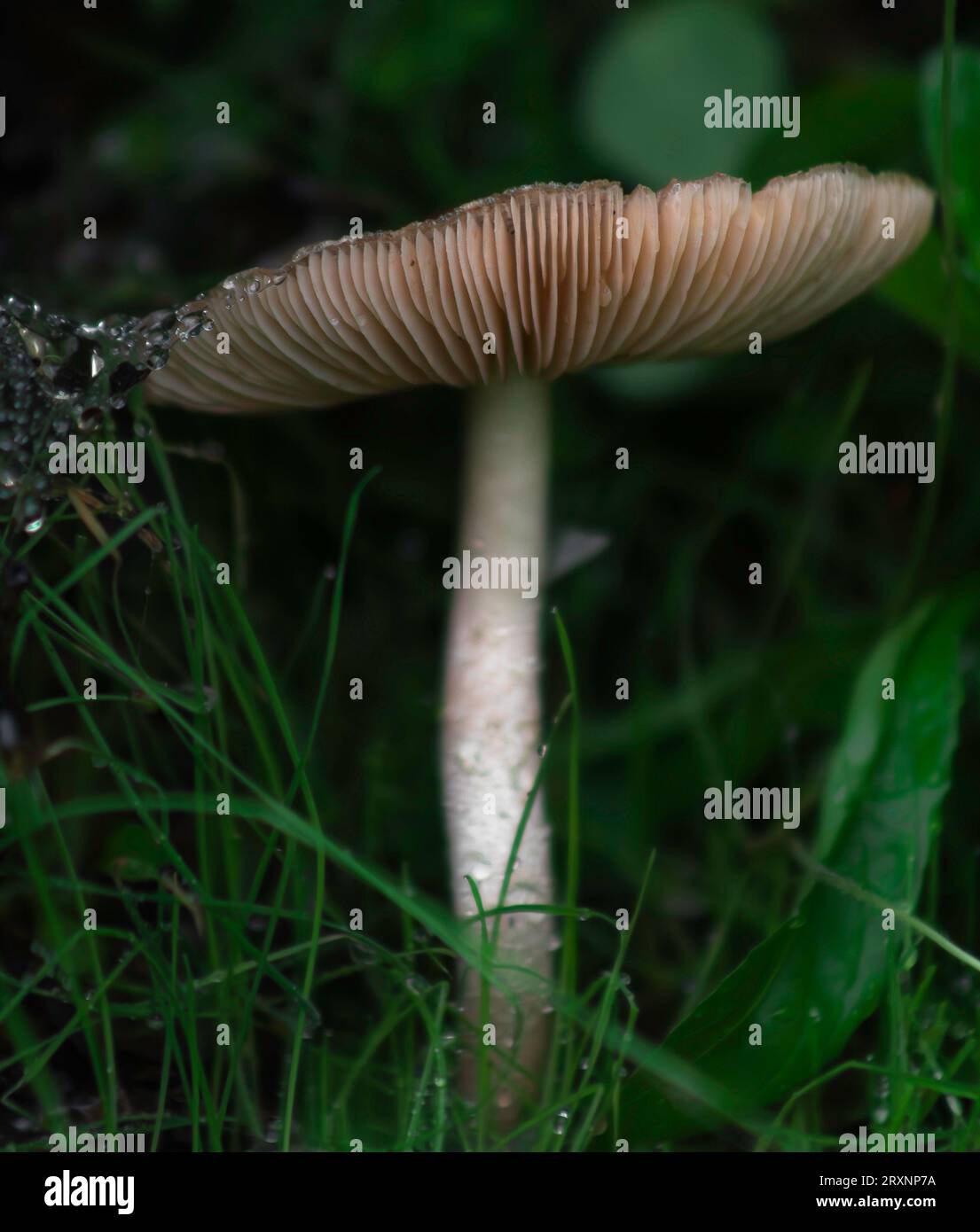 Gilled Mushroom in Long grass with raindrops Stock Photo