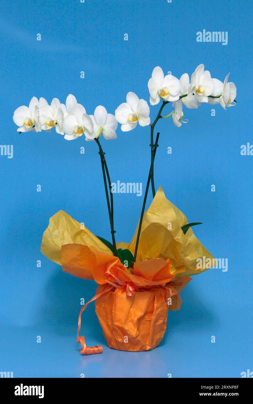 Orchid (Phalaenopsis) Stock Photo