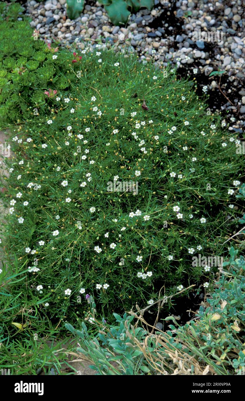 Irish moss (Sagina subulata) Stock Photo
