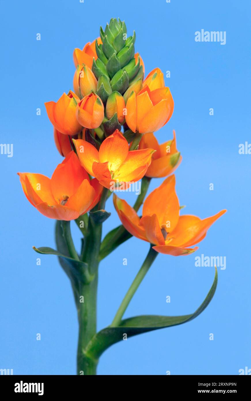 Orange star plant deals