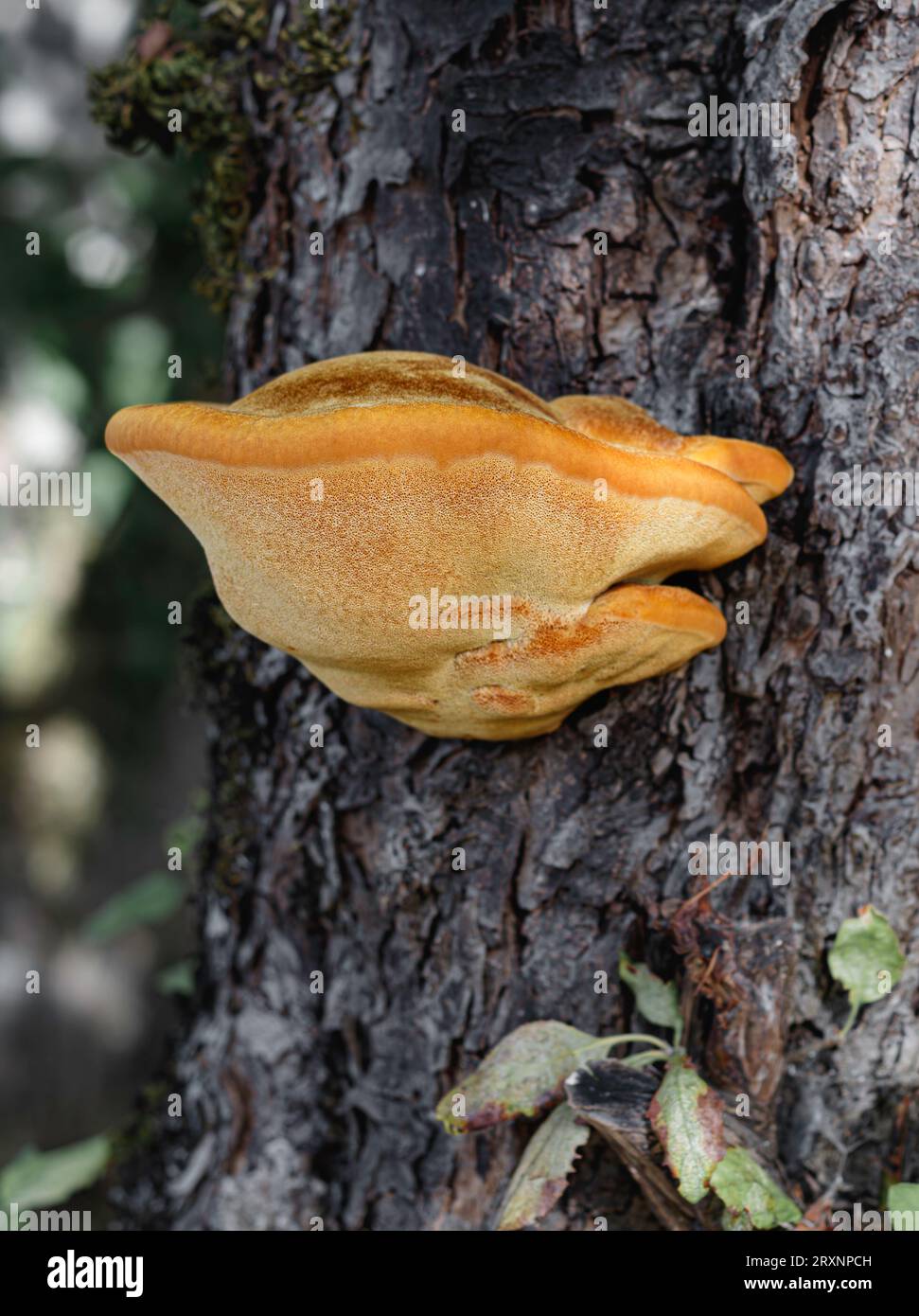Shaggy Bracket Mushroom on Apple Tree Stock Photo