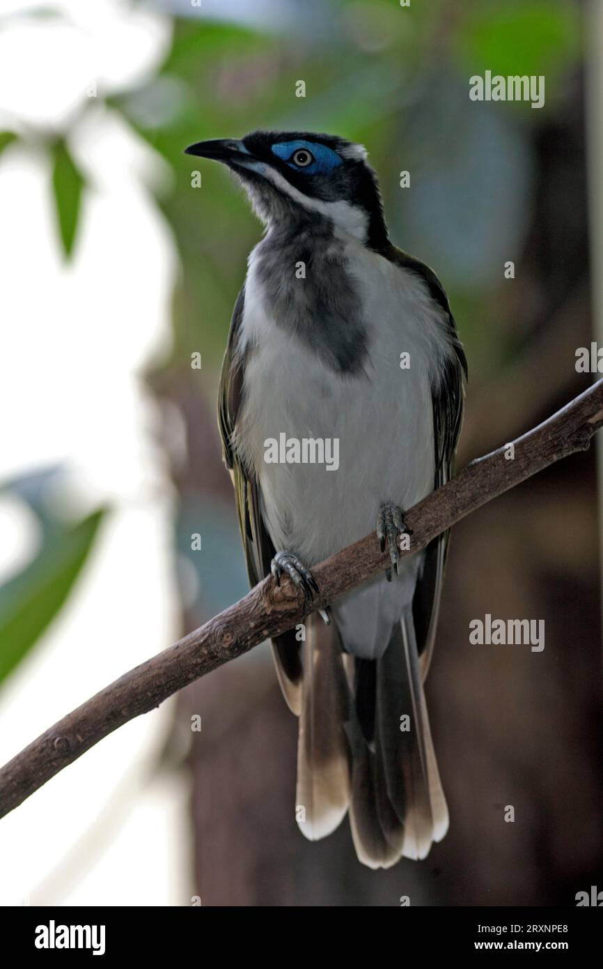 Blue-faced honeyeater (Entomyzon cyanotis Stock Photo - Alamy