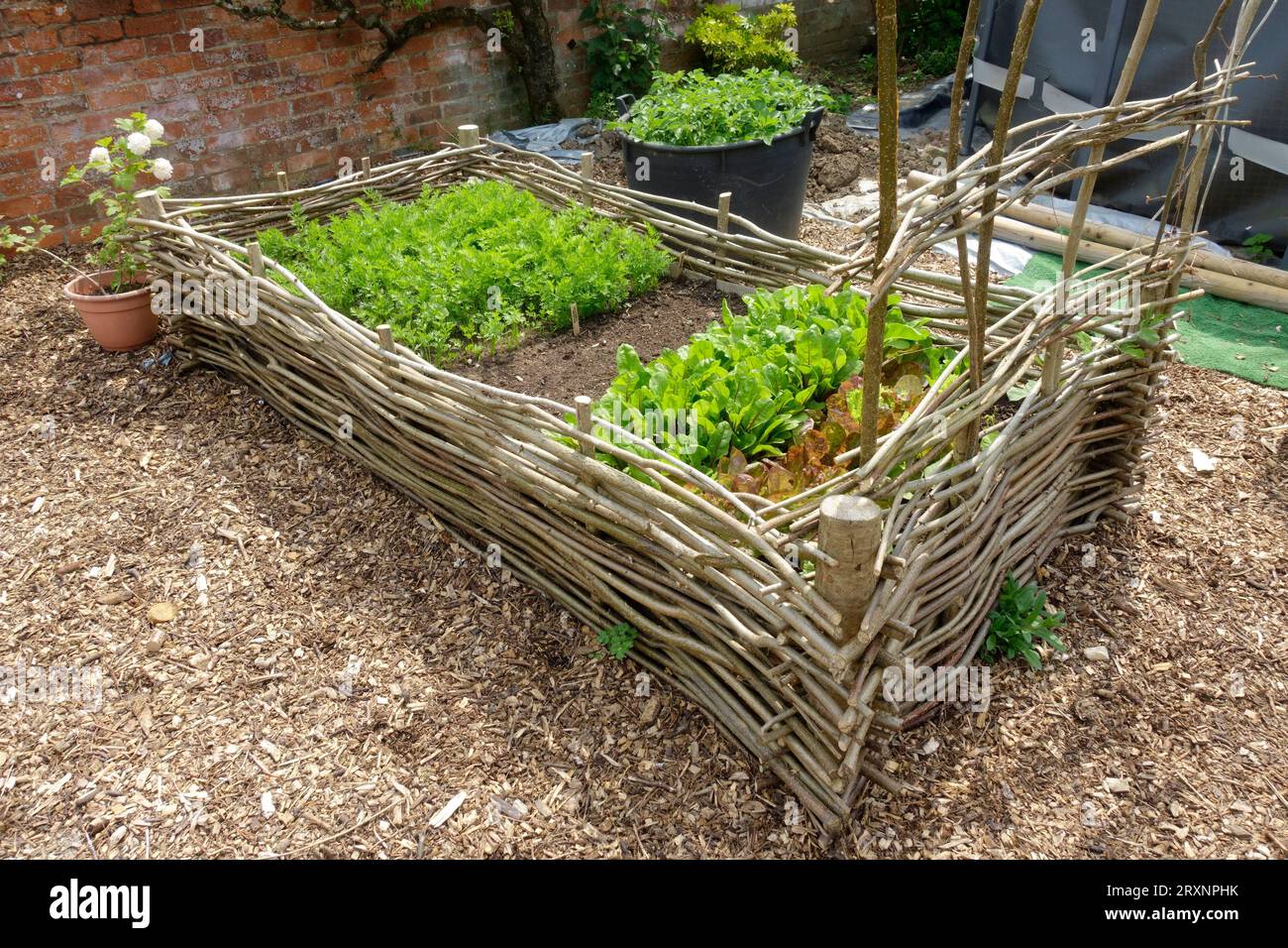 Lettuce and carrots growing in wicker raised beds on gravelled area in Cotswolds UK Stock Photo