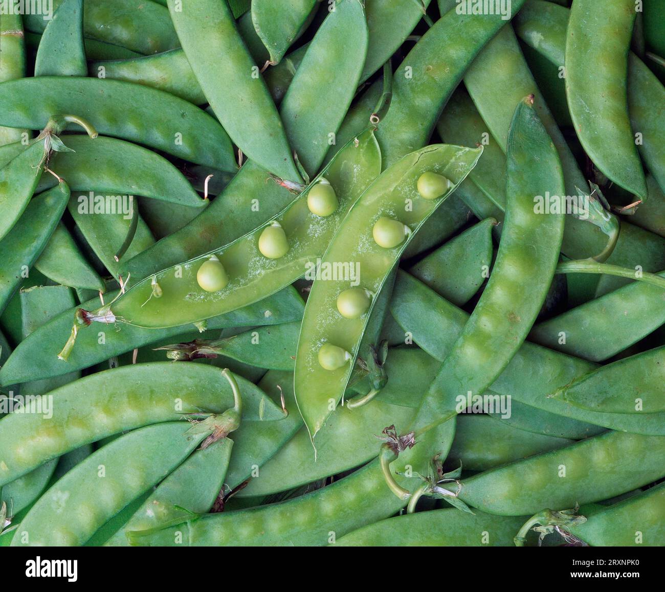 Sugar pea, pods (Pisum sativum ssp. sativum convar. axiphium), pine pea Stock Photo