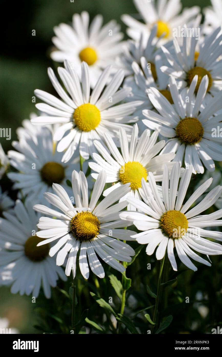 43+ Chrysanthemum Serotinum Forum Site Forum.garten-Pur.de, Zu
