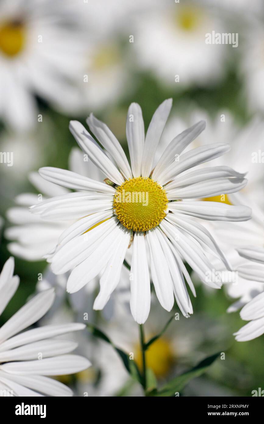Daisy (Chrysanthemum serotinum) Stock Photo