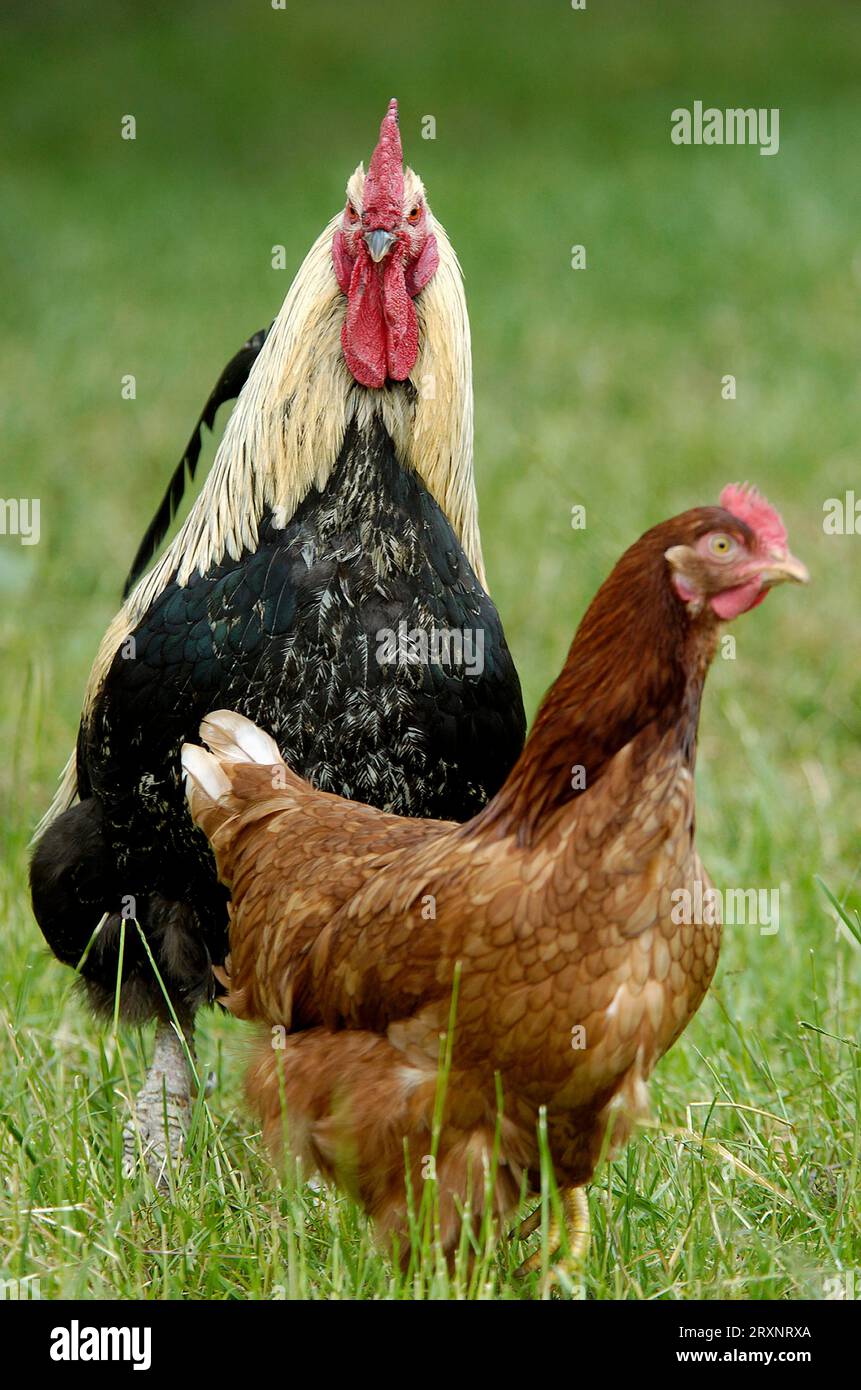 Domestic chickens, free range, cock and hen, cock Stock Photo - Alamy