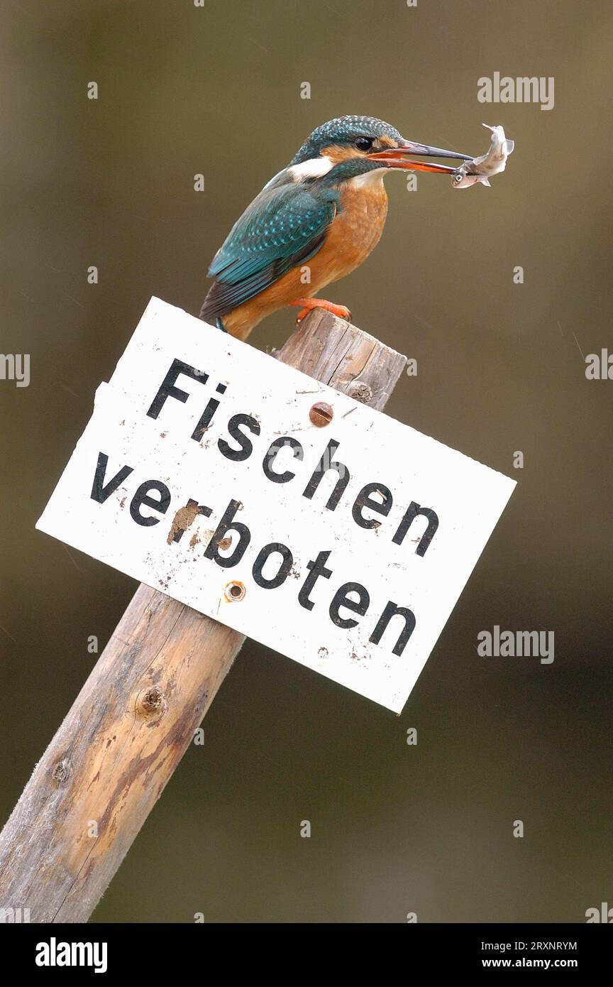 Kingfisher with captured fish on sign Fishing prohibited, Hesse, Common
