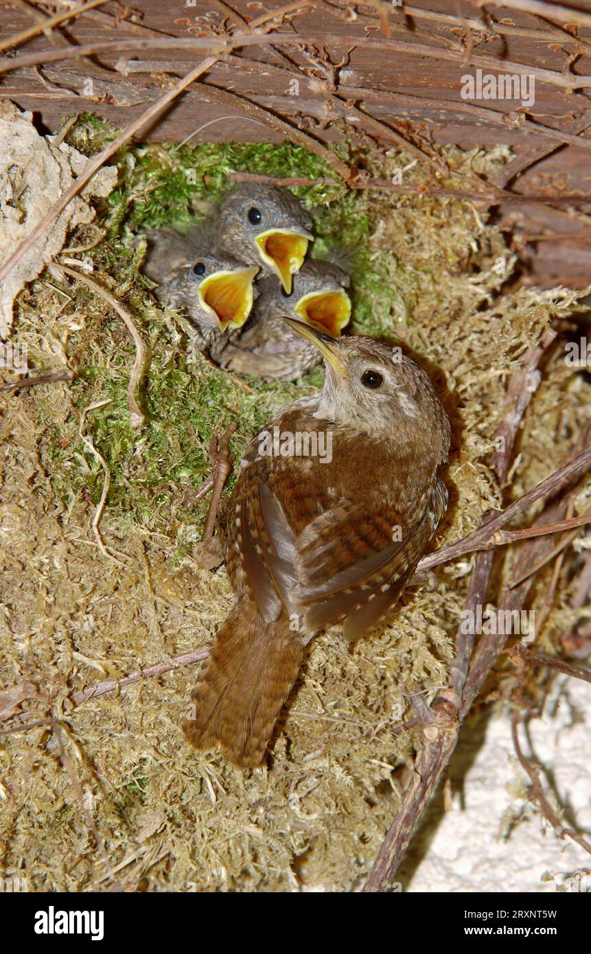 Northern Eurasian wren at nest with begging youngs, Hesse, Eurasian wren (Troglodytes troglodytes) at nest with begging youngs, Eurasian wren, Germany Stock Photo
