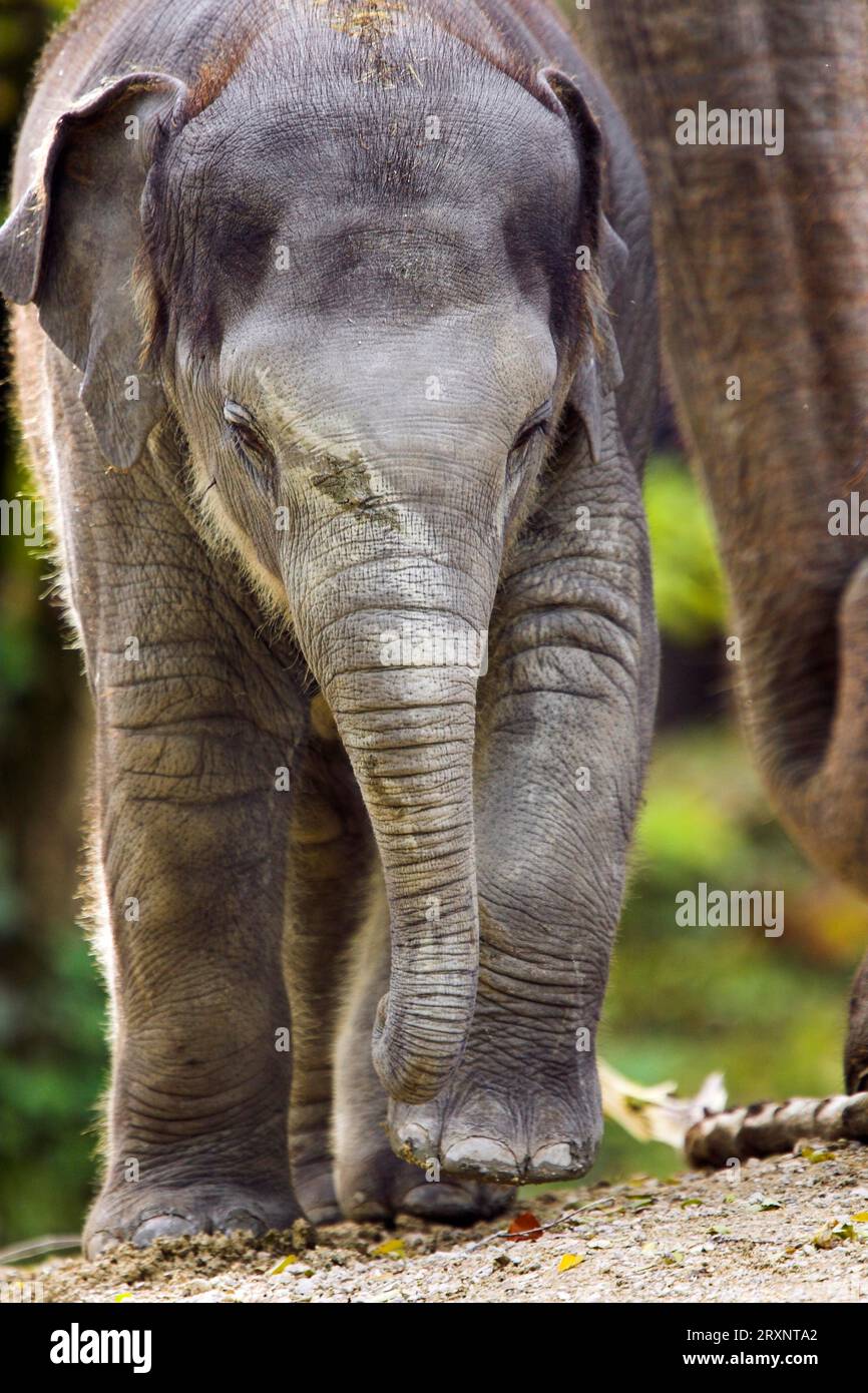Asian elephant (Elephas maximus), young, captivity, Switzerland, young Asian elephant Stock Photo