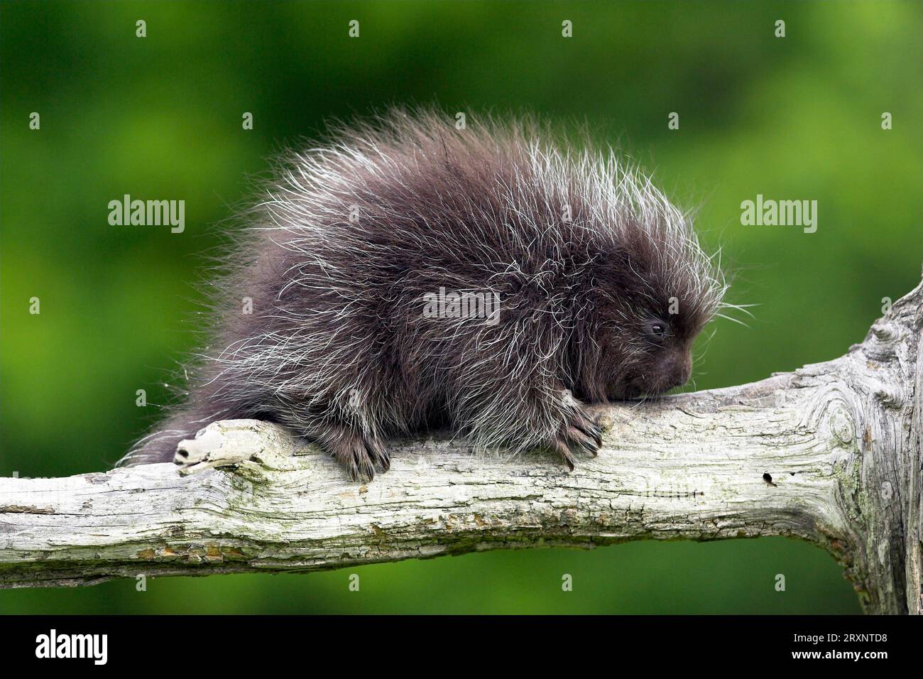 Tree spiny, north american porcupine (Erethizon Dorsatum), North America, Minnesota, USA, Urson, juvenile Stock Photo