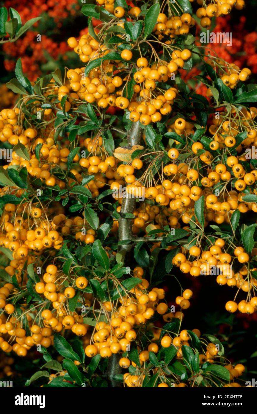 Firethorn (Pyracantha) with berries 'Golden Charmer Stock Photo