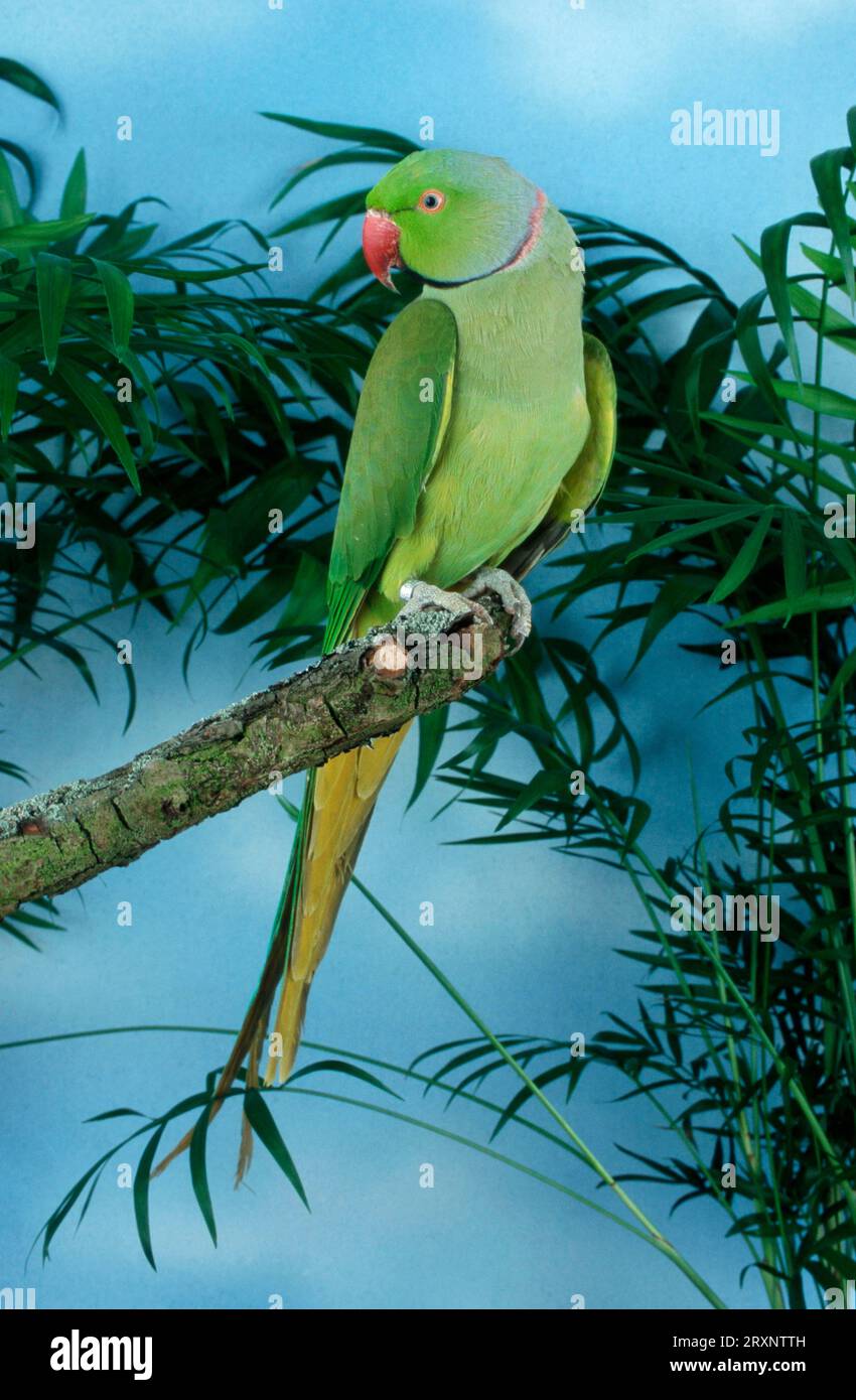 Ringnecked Parakeet, male (Psittacula krameri) Stock Photo