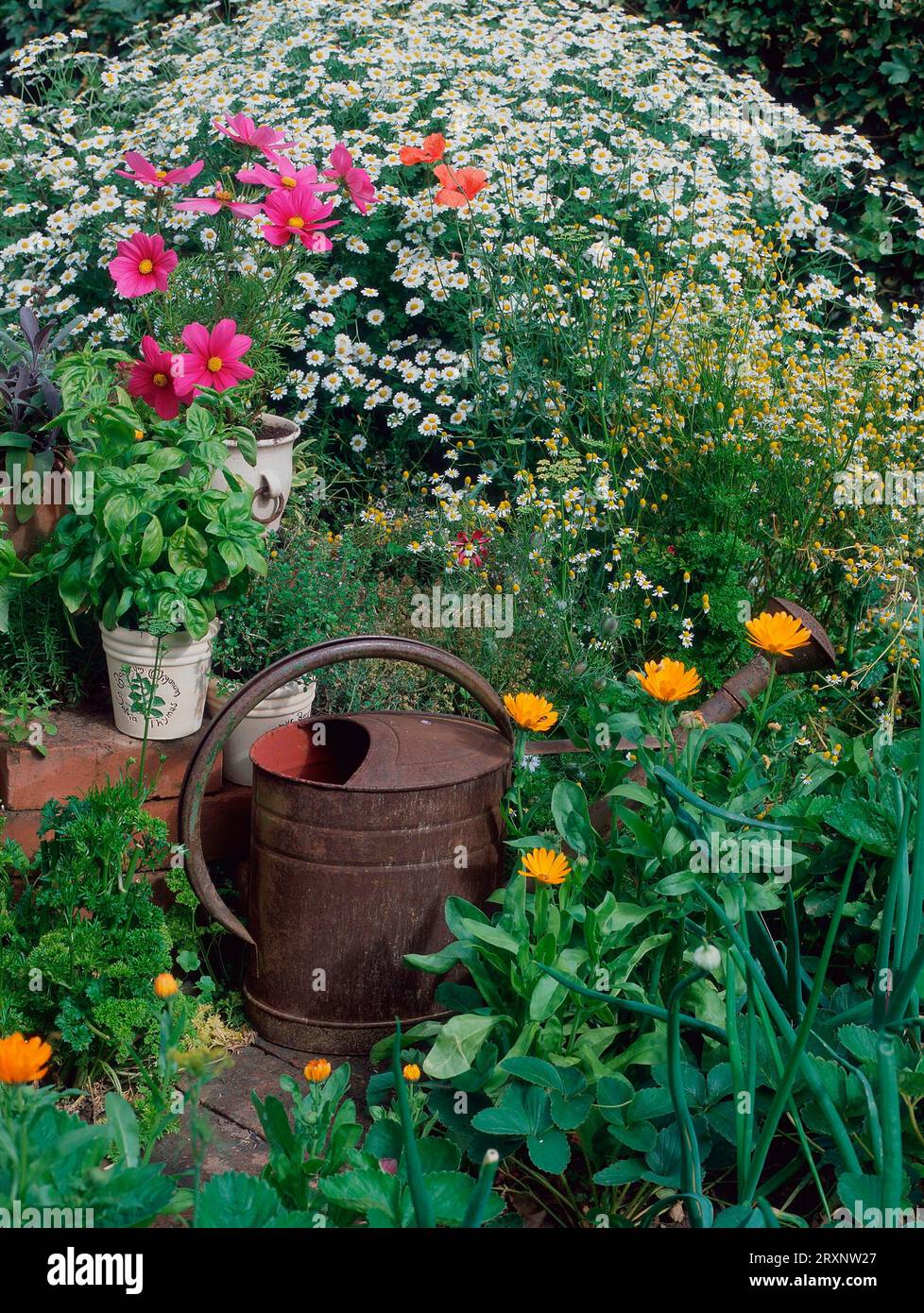 Herb garden with feverfew (Tanacetum parthenium) Marigold (Calendula officinalis), Cosmetics and chamomile, Decorative basket (Cosmos bipinnatus) Stock Photo