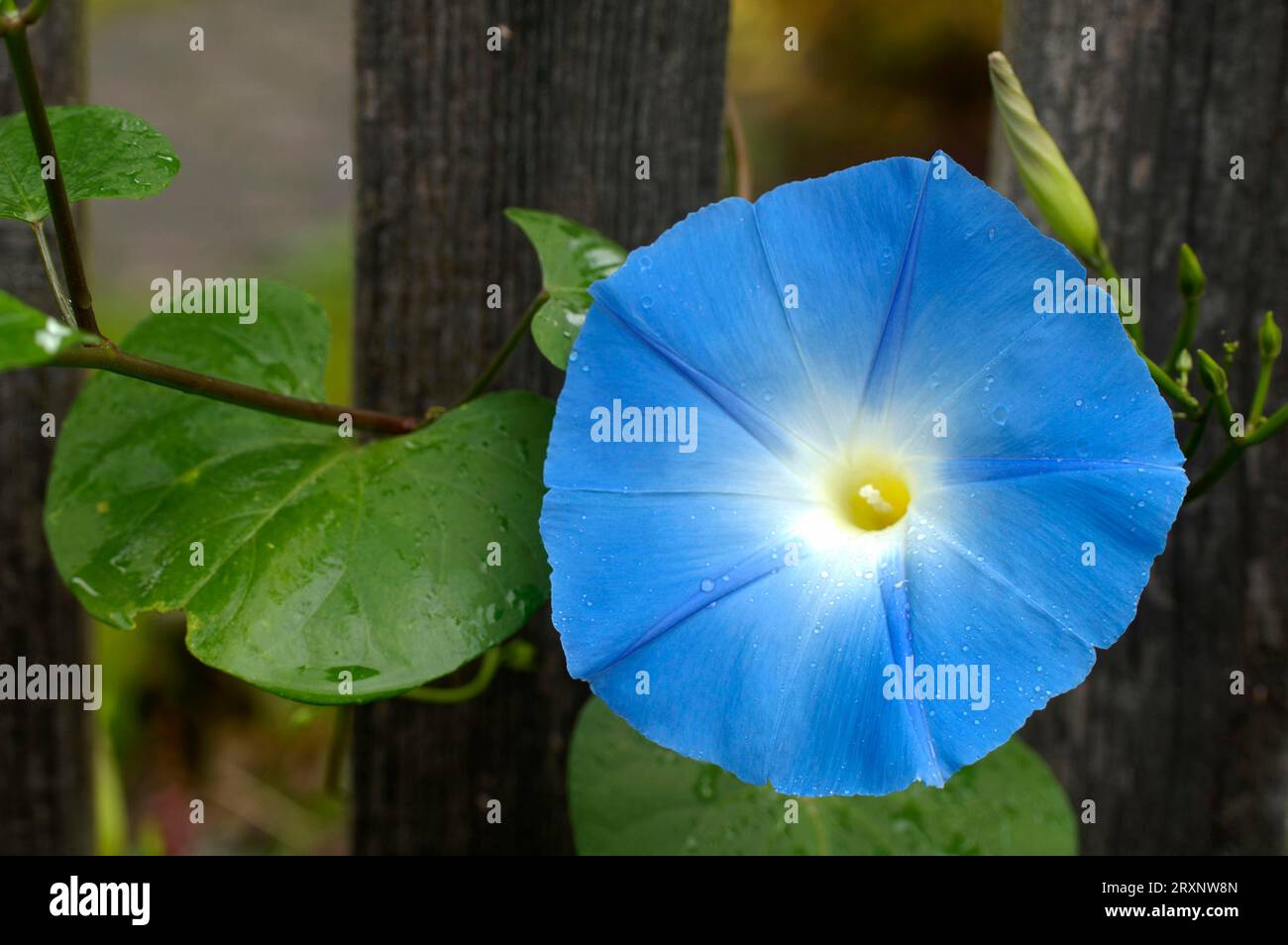 Three-colored morning glory (Ipomoea tricolor) Stock Photo