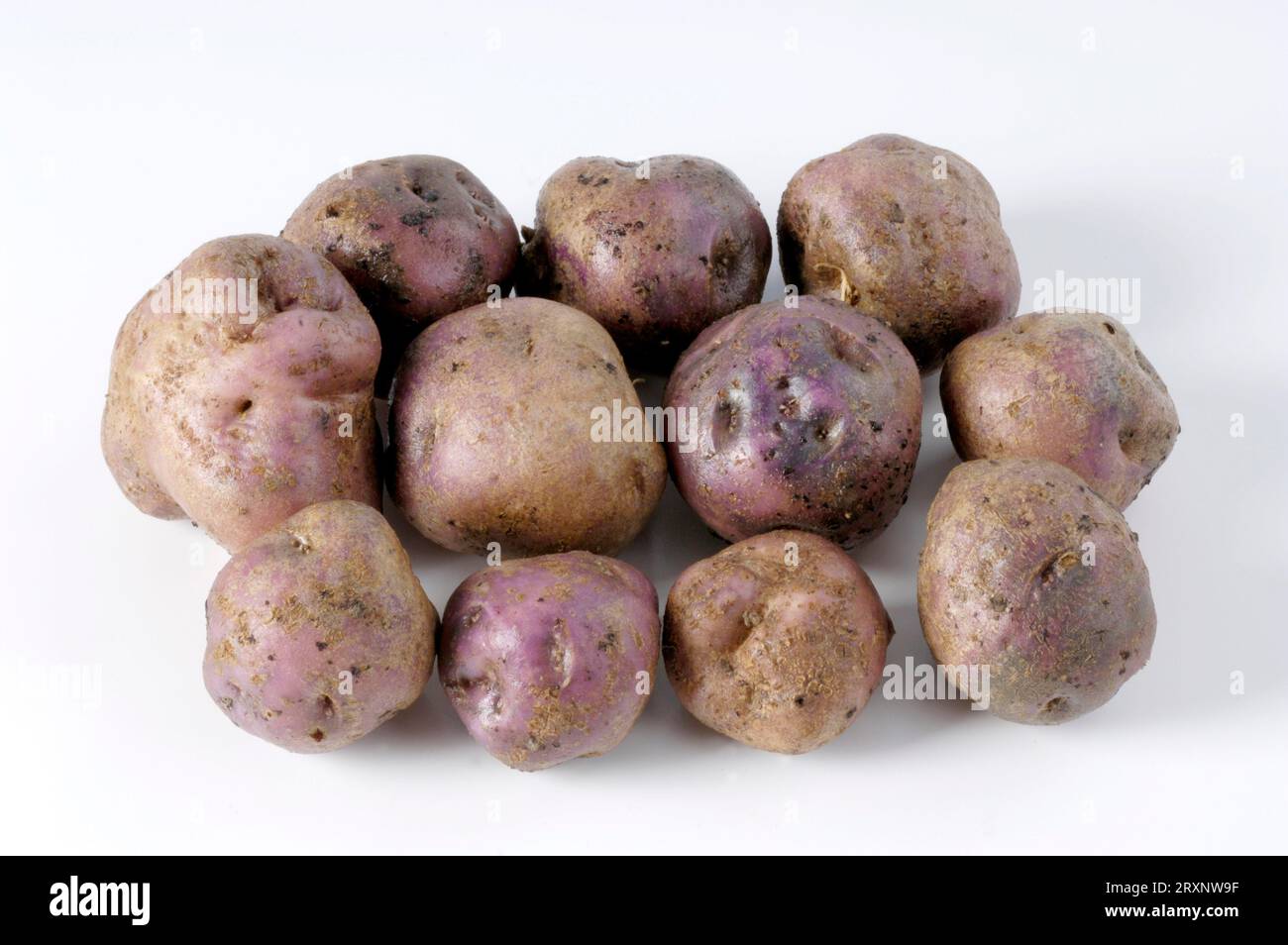 Potatoes (Solanum tuberosum) Skerry Blue, cuttings Stock Photo