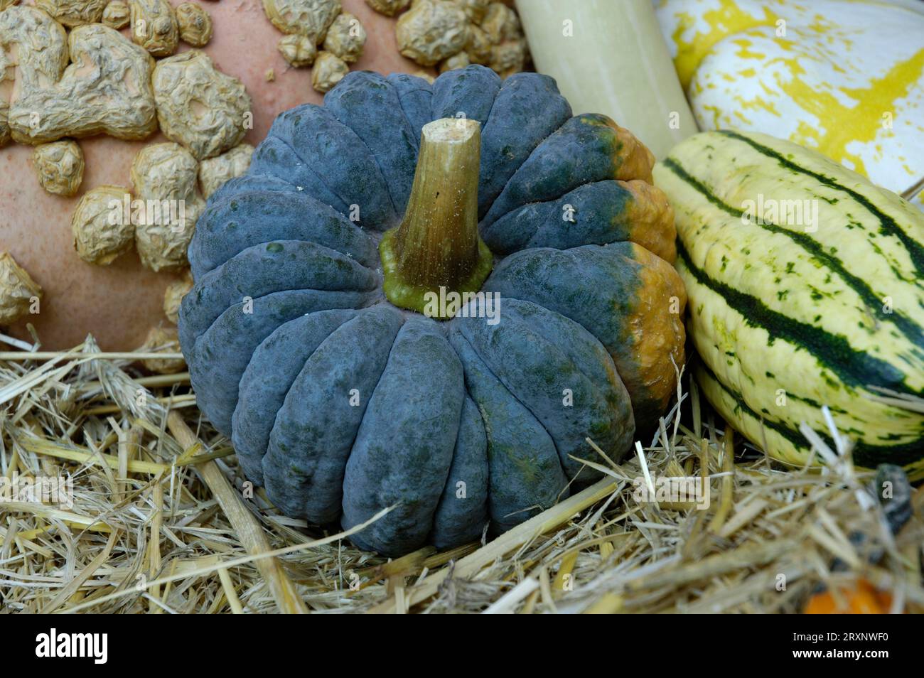 Pumpkins 'Black Futsu', Pumpkin 'Black Futsu', Ornamental pumpkin, Garden Pumpkin (Cucurbita pepo), Gourd family (Cucurbitaceae) Stock Photo