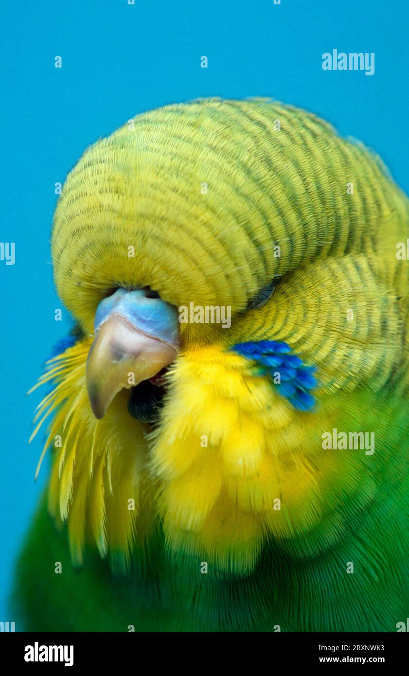 Budgie parakeet yawn hi-res stock photography and images - Alamy